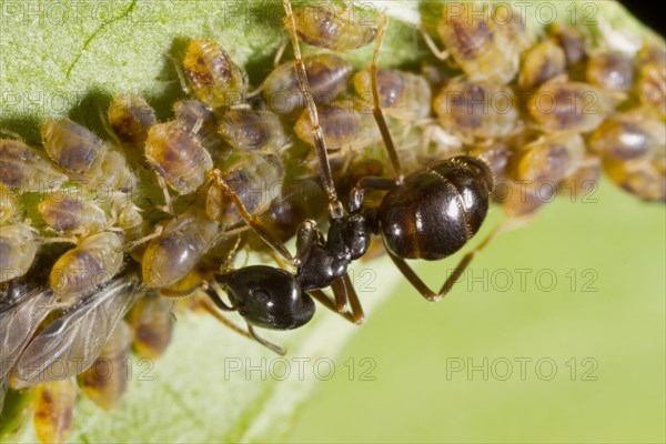 Glossy black wood ant