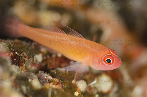 Coral Goby