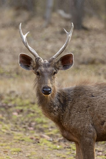 Sambar deer