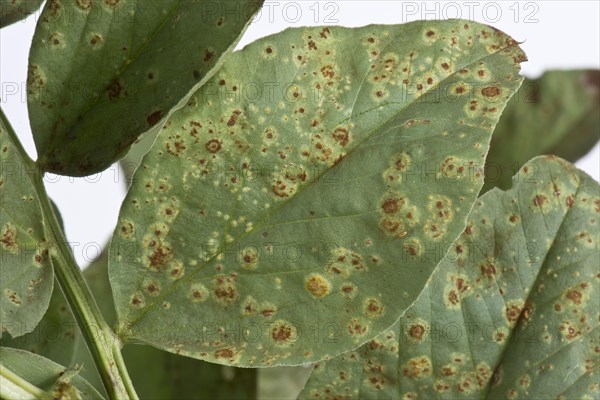 Faba or broad bean rust