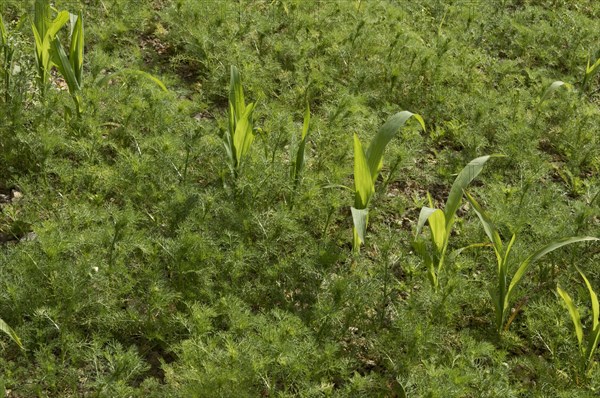 Maize weed or mayweed