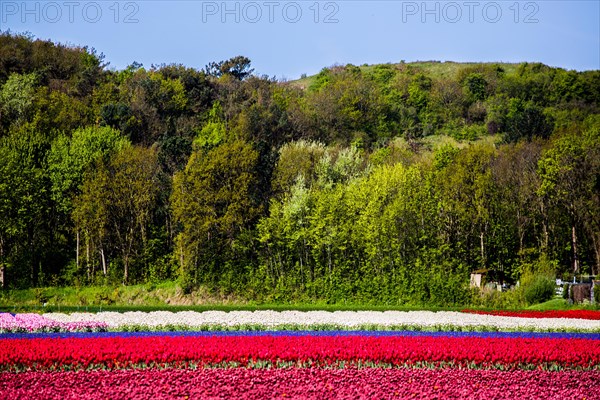 Flowering tulip fields