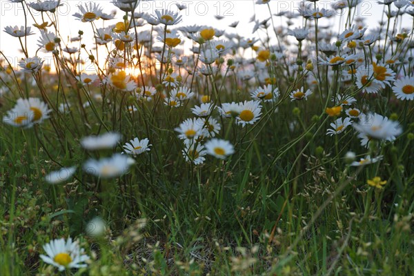 Blur experiment on a flowering meadow in summer