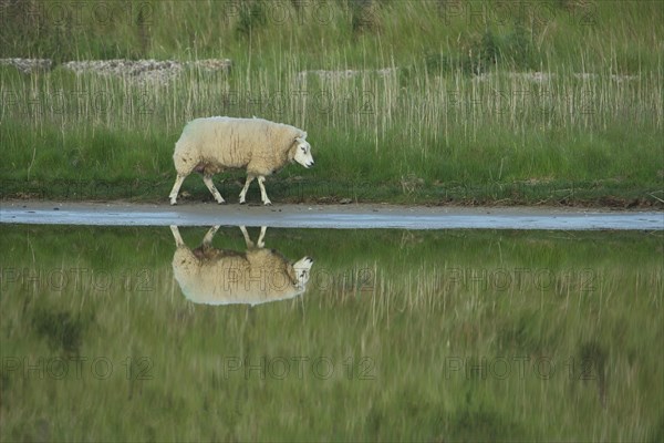 Domestic sheep