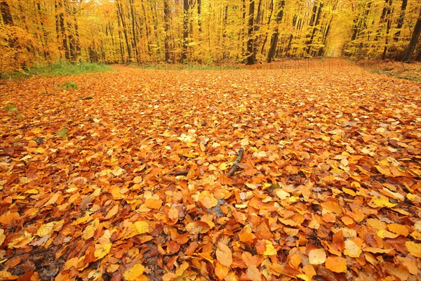 Golden leaf fall and autumn forest with fork in the road in Eppstein im Taunus