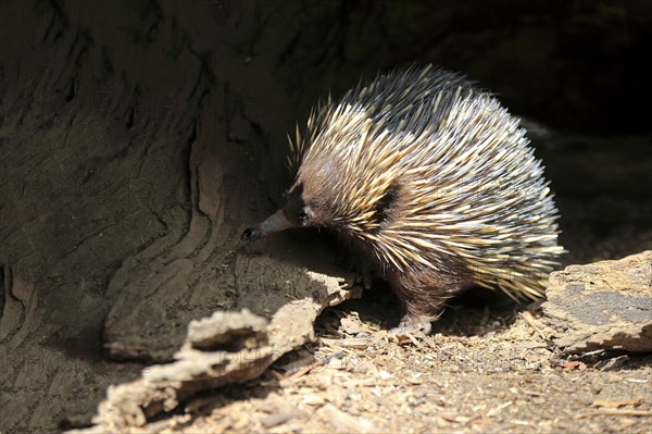 Short-beaked Echidna