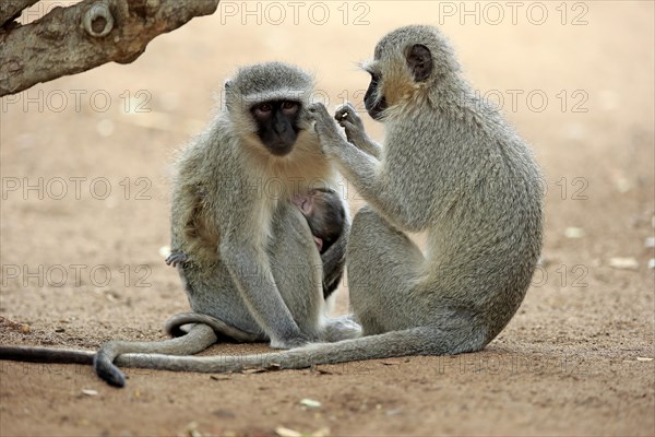 Vervet monkey