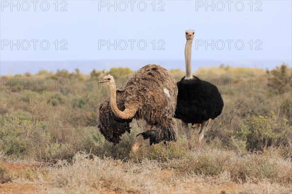 South African Ostrich