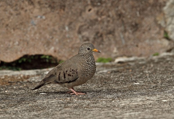 Stock Dove