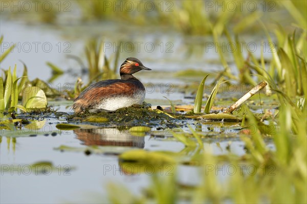 Black-necked Grebe