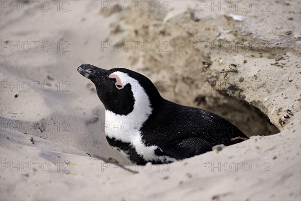 Jackass Penguin