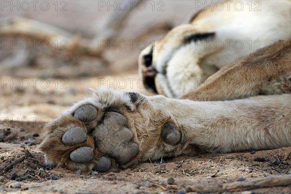 Transalvaal Lion