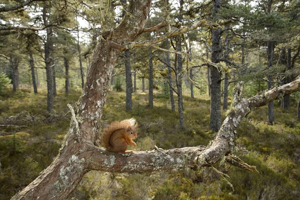 Eurasian red squirrel