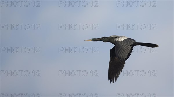 Anhinga