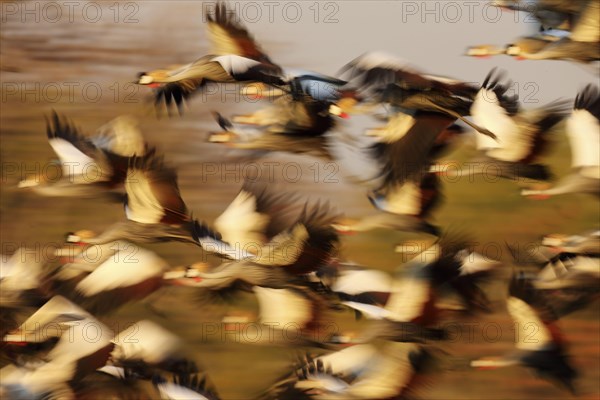 Grey Crowned-crane