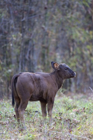 Gaur