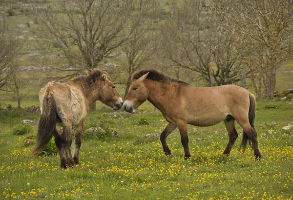 Przewalski's Horse