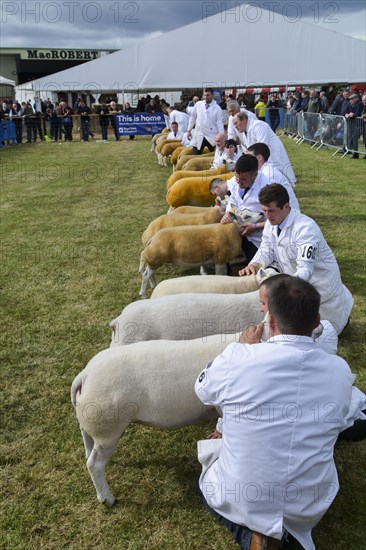 Beltex Sheep