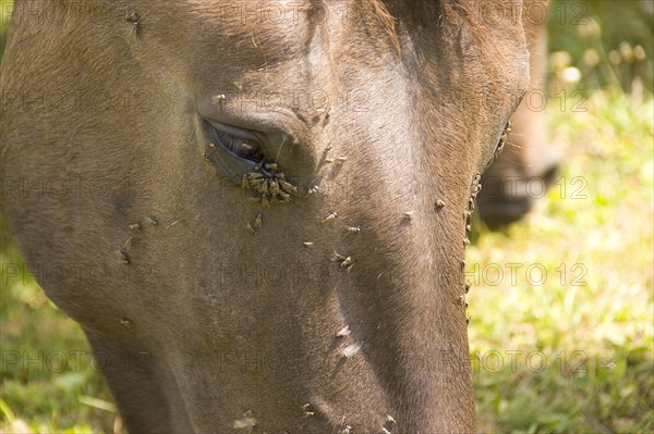 Flies irritate the eyes of horses