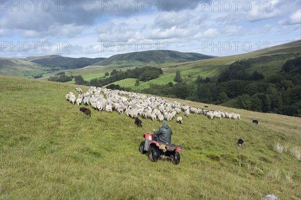 Sheep farming