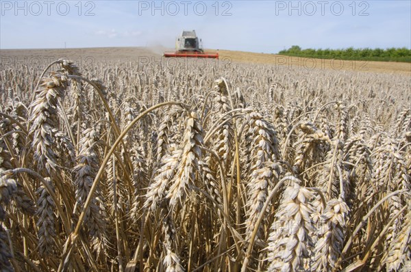 Wheat