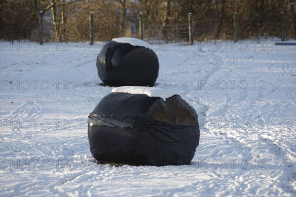 Large silage bales wrapped in black plastic in snow-covered field