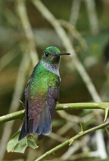 Blue-chested Hummingbird