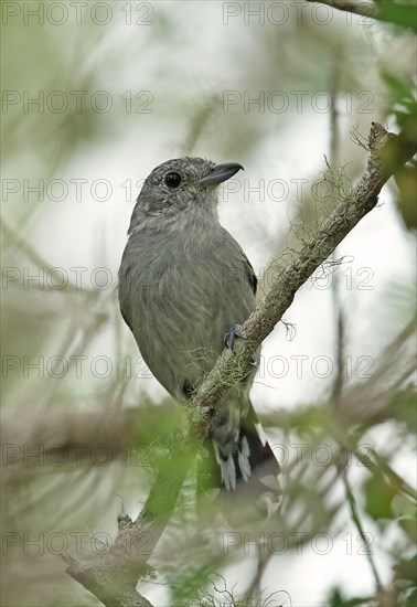 Sooretama Slaty Antshrike