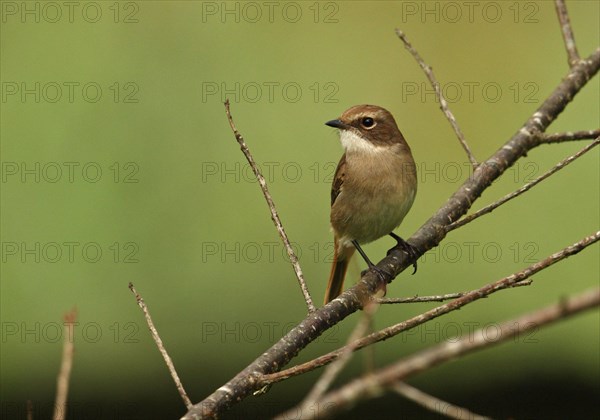 Grey Wheatear