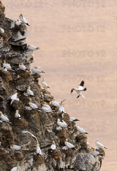 Northern Gannet