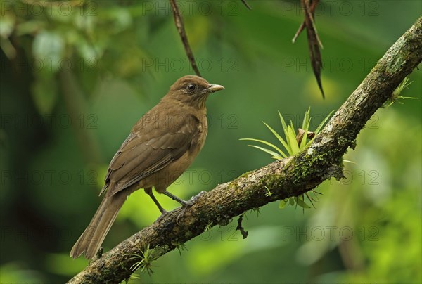 Clay-coloured robin