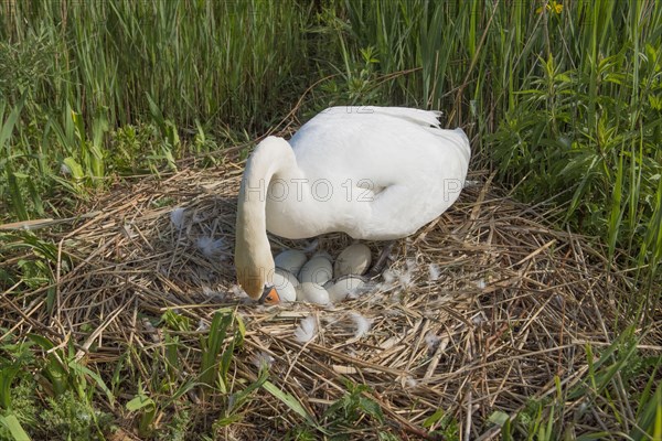 Mute Swan