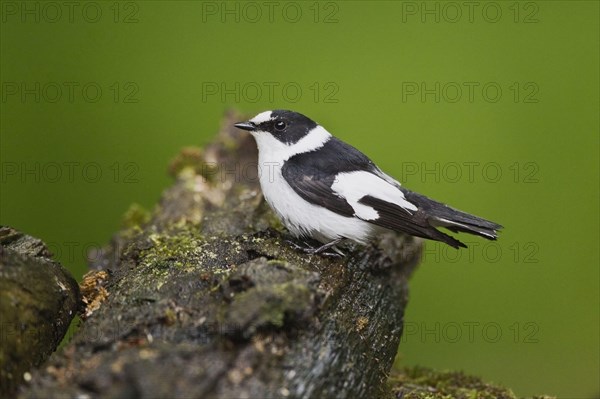 Collared flycatcher