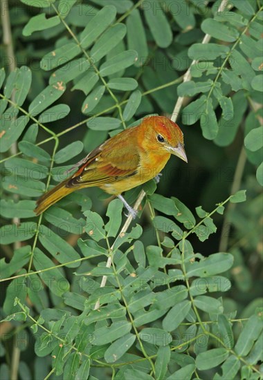 Summer tanager