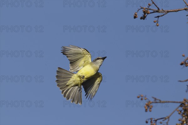 Couch's Kingbird