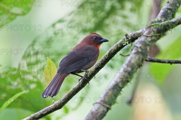 Red-throated Ant-Tanager