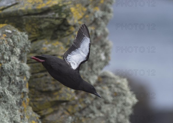 Black Guillemot