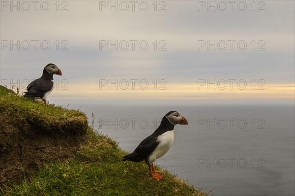 Atlantic Puffin