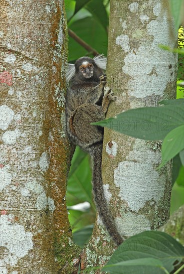 Common Marmoset