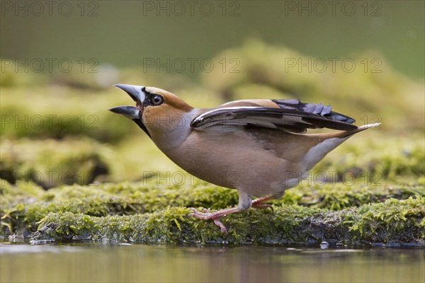 Hawfinch