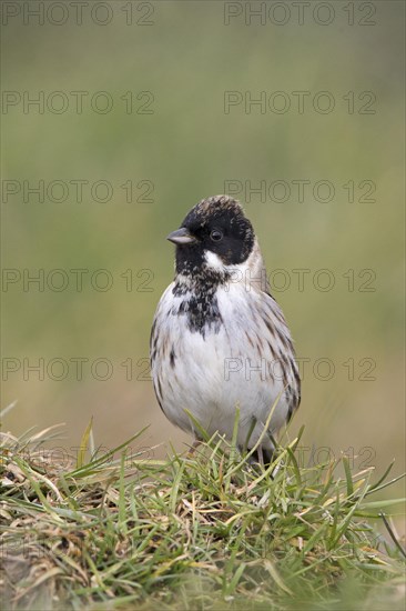 Reed bunting