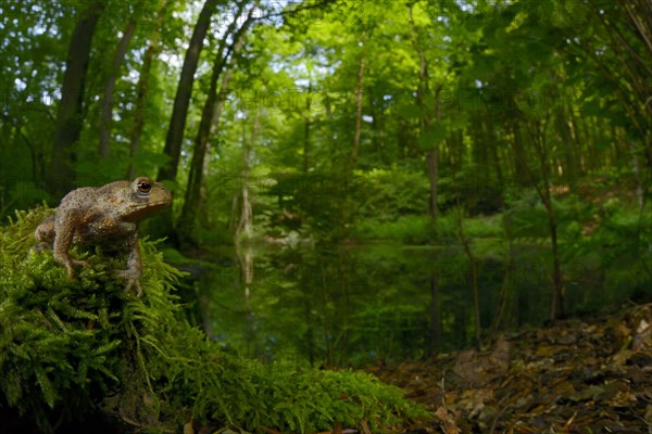 Common toad