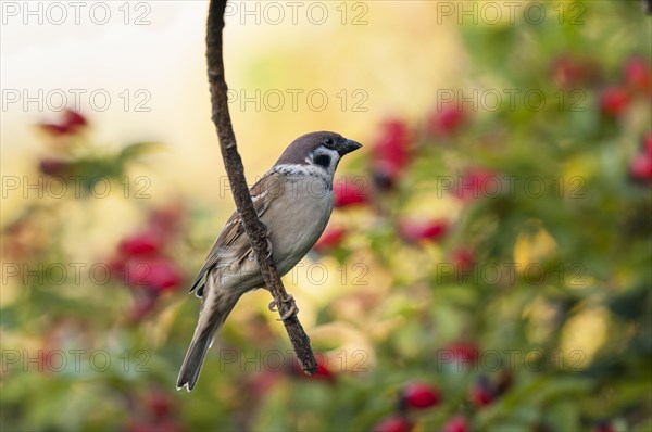 Tree sparrow