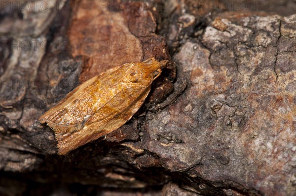 An orange example of the extremely variable light brown apple moth