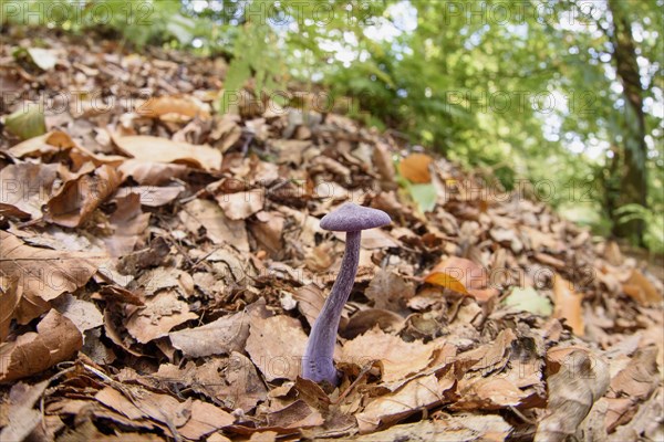 Fruiting body of the amethyst deceiver