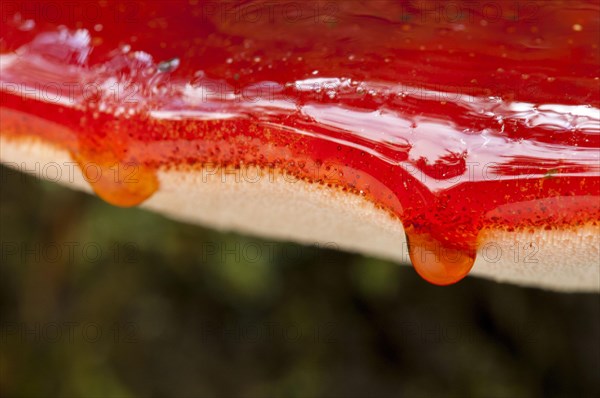 Close-up on the drops of blood trickling over the edge of a beefsteak fungus