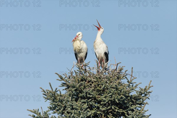 Weissstorchen Paar steht waehrend der Paarungszeit in ihrem Nest inmitten der Baumkrone einer grossen Fichte