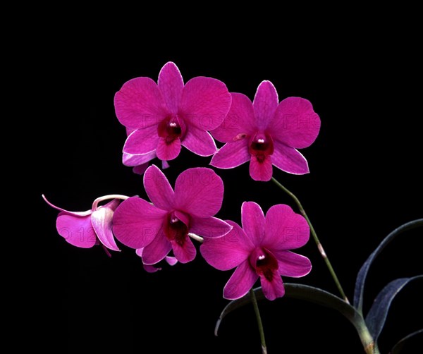 Orchid