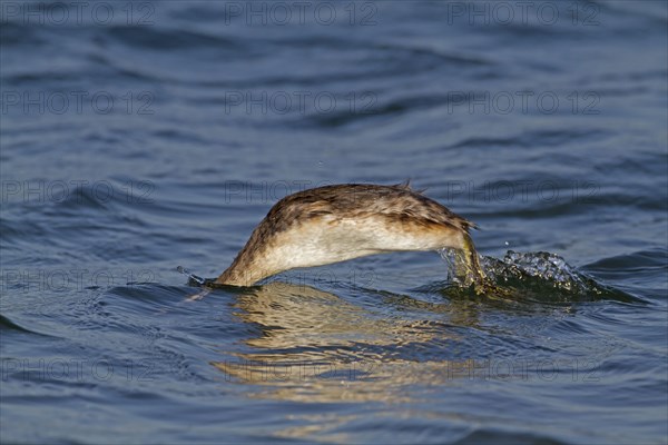 Great crested grebe