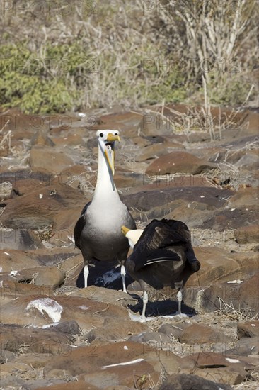 Waved Albatross